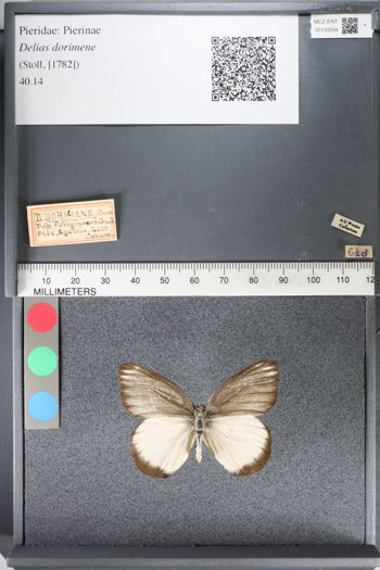 Media type: image;   Entomology 130034